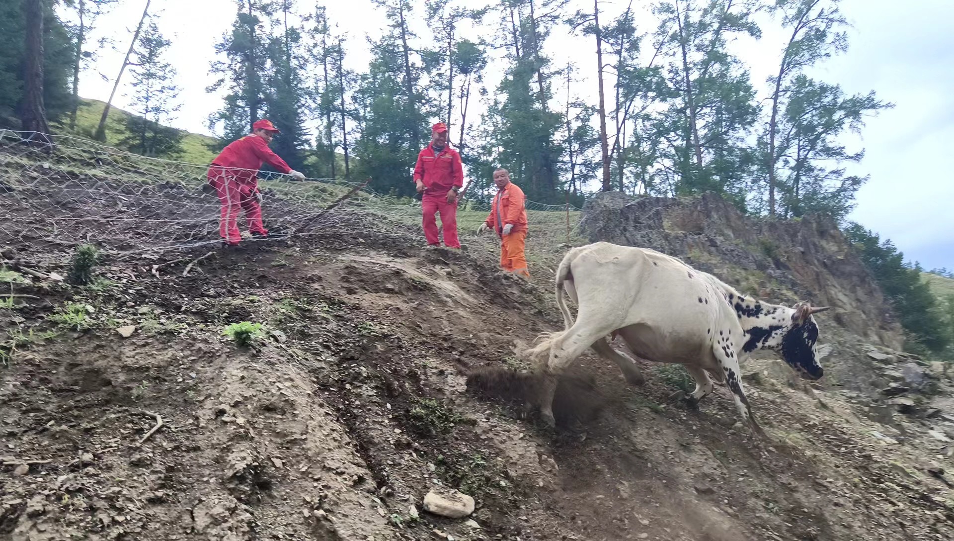 牛获救后向山坡下走去 图：许立全.jpg