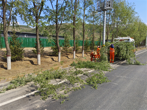 修剪中.jpg 修剪中.jpg