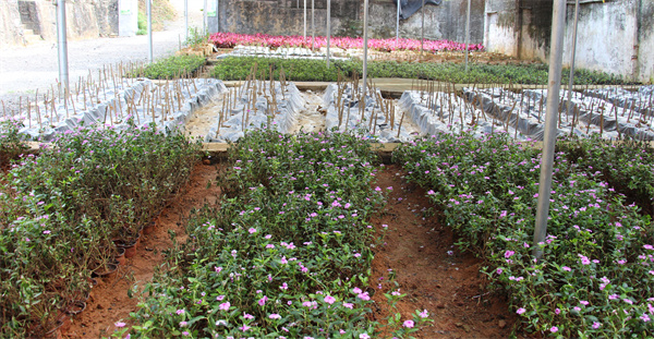 I:\美图批处理照片\南溪所苗圃 (3).jpg