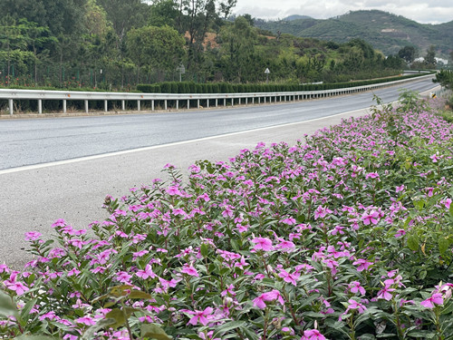 盛开的长春花与中央隔离带增设的防护_副本.jpg